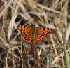 82633 – Photo : Patrick Decreus – France (93)