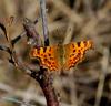 82632 – Photo : Patrick Decreus – France (93)