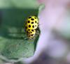 82673 – Photo : Patrick Decreus – France (93)