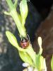 82219 – Photo : Thomas Cherpitel – France (85)