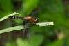 82368 – Photo : Anonyme – Guyane française