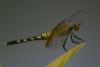 82327 – Photo : Denis Gaschignard – Guyane française