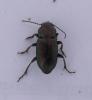 Harpalus distinguendus