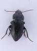 Harpalus dimidiatus