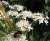 82468 – Photo : Elisabeth A. Harris – Royaume-Uni