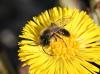 82774 – Photo : patrick derennes – France (39)