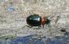 82788 – Photo : alain Roujas – France (31)