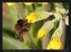 82941 – Photo : patrick derennes – France (94)