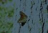 82524 – Photo : Dominique THAUVIN – France (45)