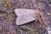 82663 – Photo : Dominique THAUVIN – France (45)