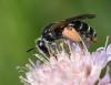 82243 – Photo : patrick derennes – France (77)