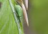 82157 – Photo : patrick derennes – France (77)