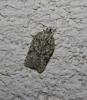 82683 – Photo : alain Roujas – France (31)