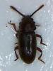 Cryptophagus sp.