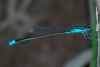 82786 – Photo : Denis Gaschignard – Guyane française