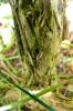 82451 – Photo : Vita – France (35)