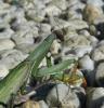 82660 – Photo : Amaury de la Pinsonnais – France (44)