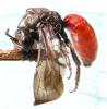 Sphecodes albilabris