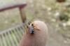 82305 – Photo : Vita – France (53)