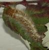 Lasiocampa quercus