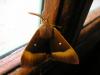 82281 – Photo : Dominique THAUVIN – France (45)