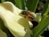82823 – Photo : Éric Maurice – France (88)