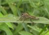 82759 – Photo : clovis – Croatie