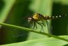 82118 – Photo : Denis Gaschignard – Guyane française