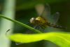 82119 – Photo : Denis Gaschignard – Guyane française