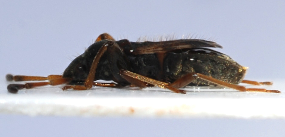 Sebastien Damoiseau - Scolopostethus pilosus - réf. 82184 (940 x 452 pixels, 79 ko)