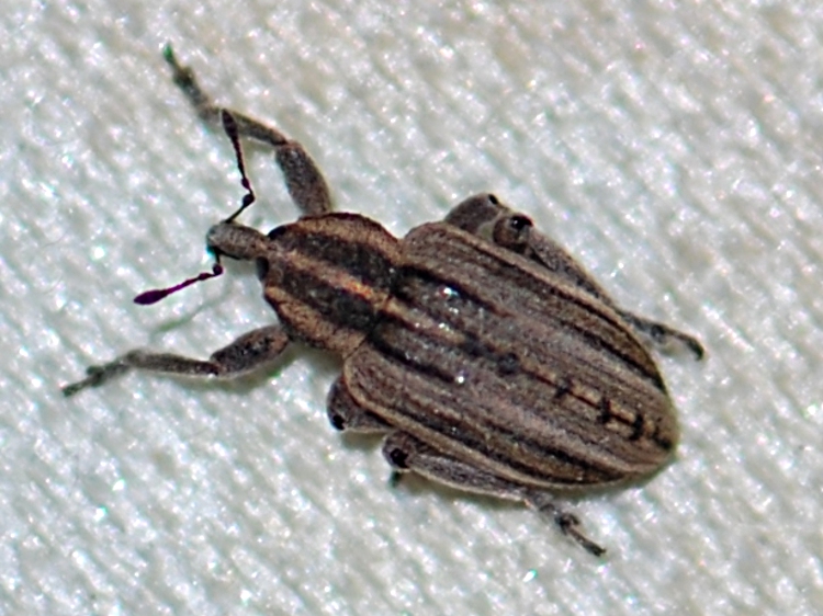 Canigou - Hypera (Hypera) arator - réf. 82403 (750 x 562 pixels, 218 ko)