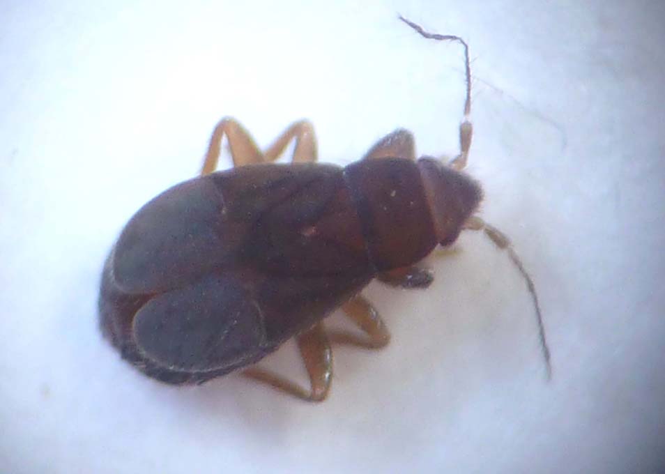 Sebastien Damoiseau - Pachycoleus pusillimum - réf. 82760 (954 x 680 pixels, 30 ko)