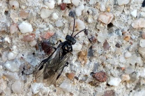 Réf. 83 060 : Nematinae inconnu