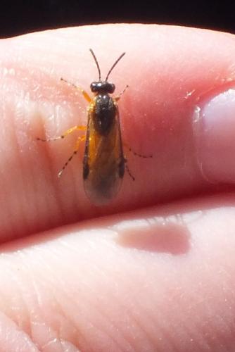 Athalia sp.