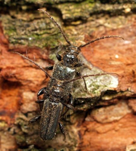 Poecilium pusillum