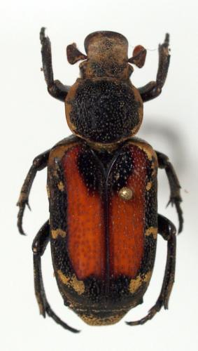 Réf. 83 500 : Clinterocera davidis