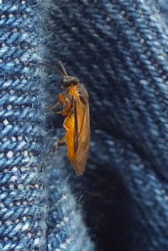 Athalia sp.