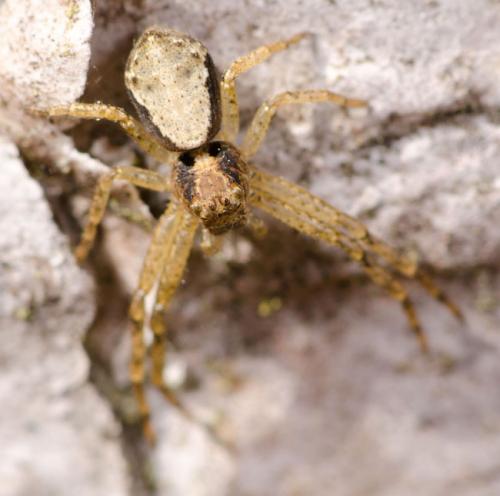Réf. 83 254 : Tmarus sp.