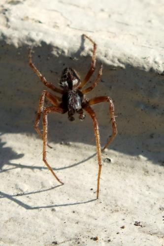 Agalenatea redii
