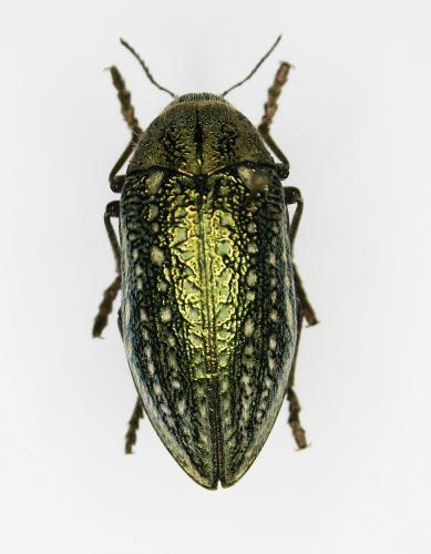 Julodis ehrenbergii
