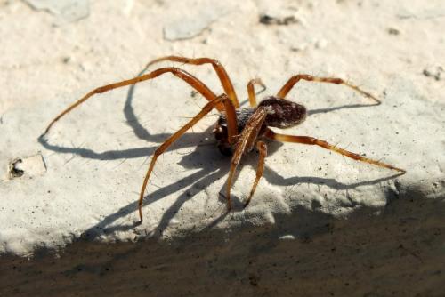 Agalenatea redii