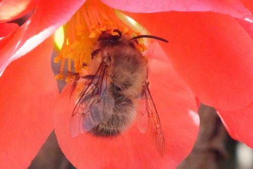 Anthophora plumipes