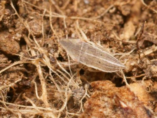 Réf. 83 297 : Eupelix cuspidata