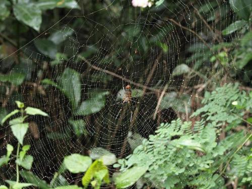 Réf. 83 242 : Nephila constricta