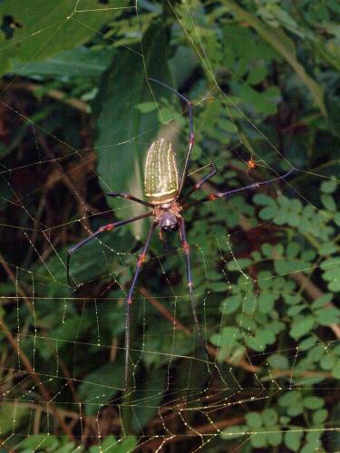 Réf. 83 243 : Nephila constricta