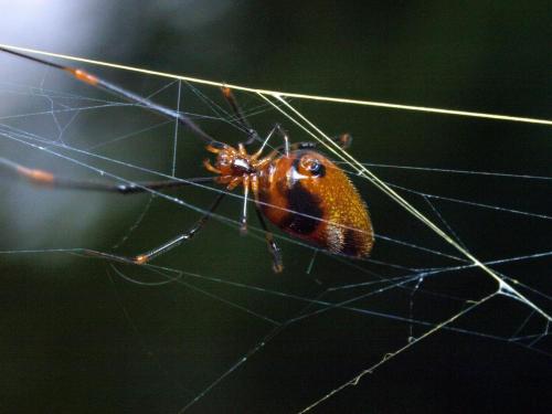 Argyrodes sp.