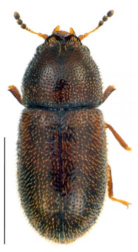 Ennearthron cornutum