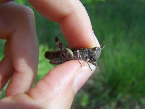 Aiolopus strepens