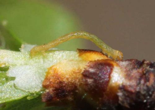 Aleucis distinctata