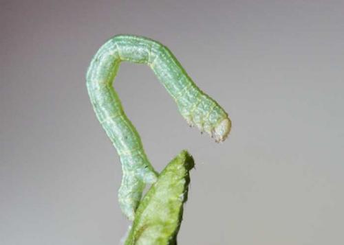 Aleucis distinctata